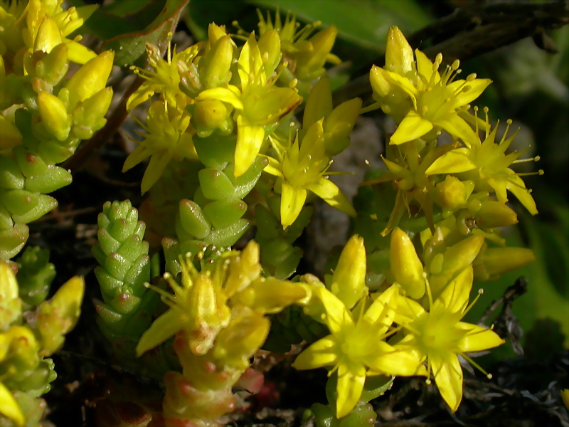 Image of Sedum acre specimen.