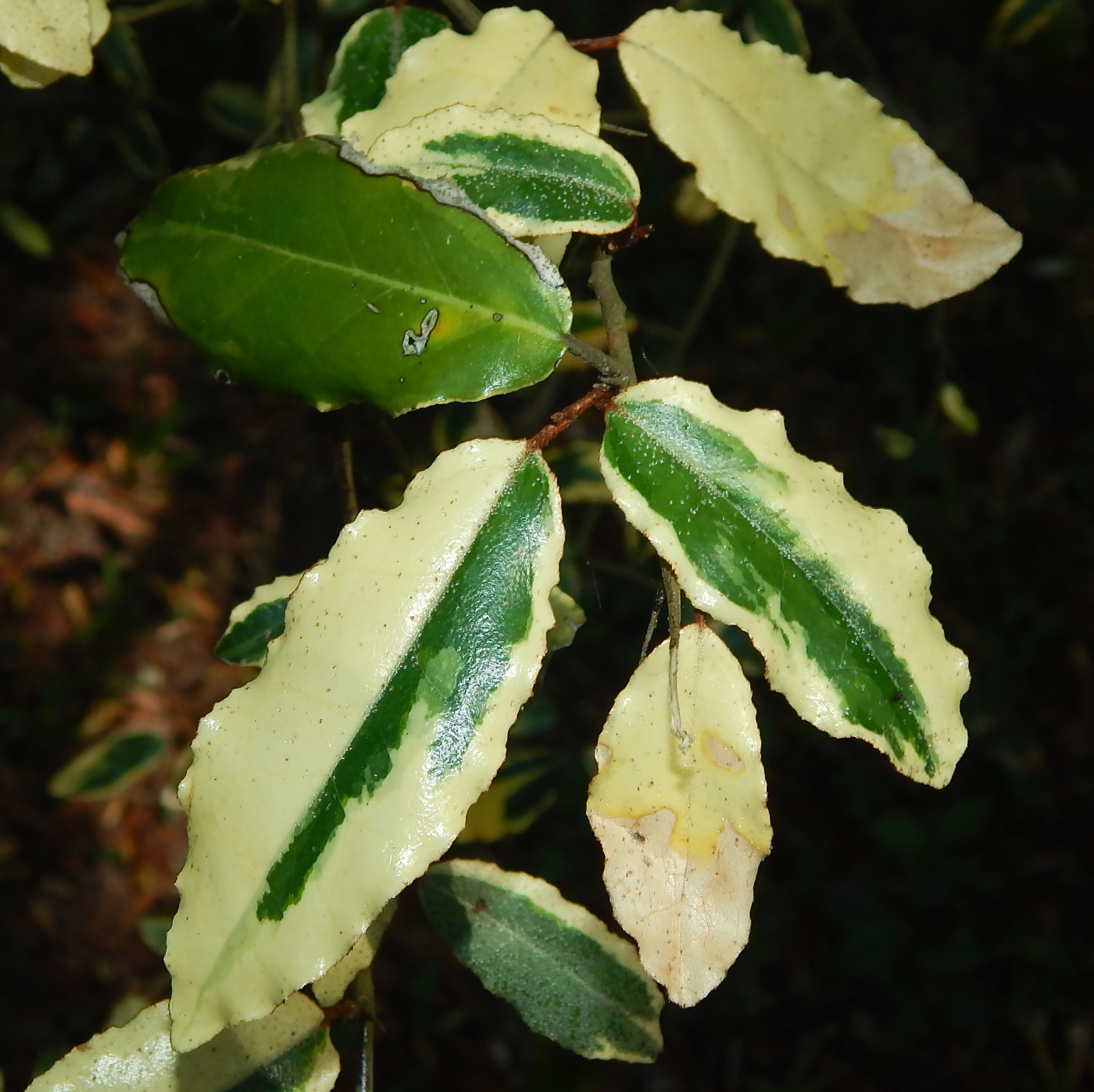 Изображение особи Elaeagnus pungens.