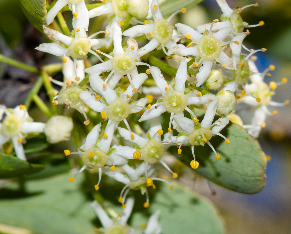 Image of Gymnosporia buxifolia specimen.