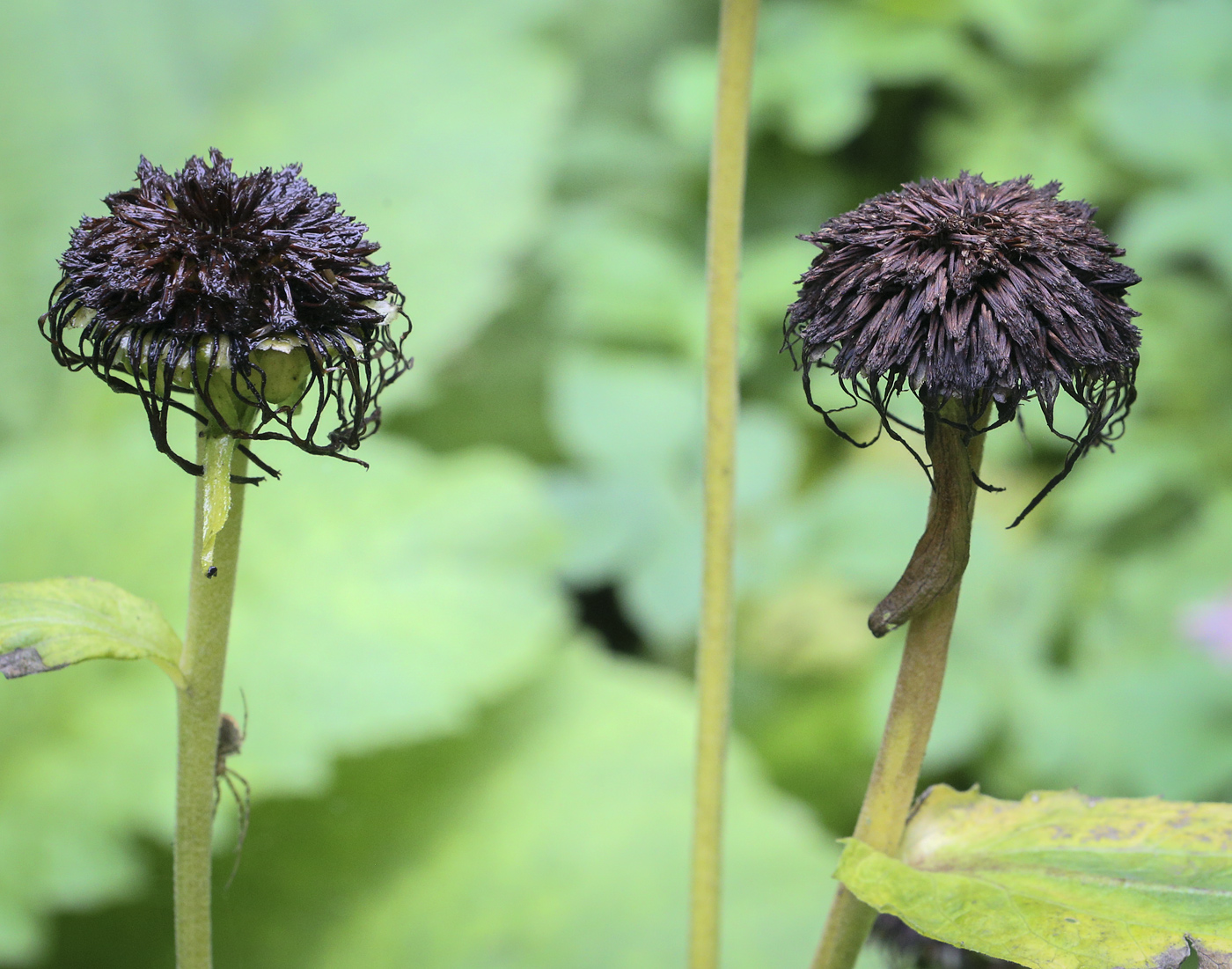 Изображение особи Telekia speciosa.