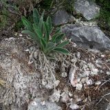 Craniospermum tuvinicum