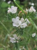 Echium vulgare