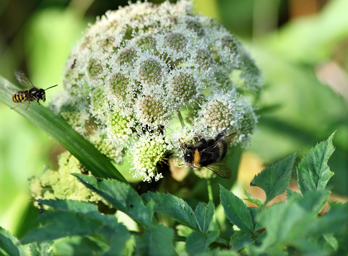 Image of Angelica sylvestris specimen.