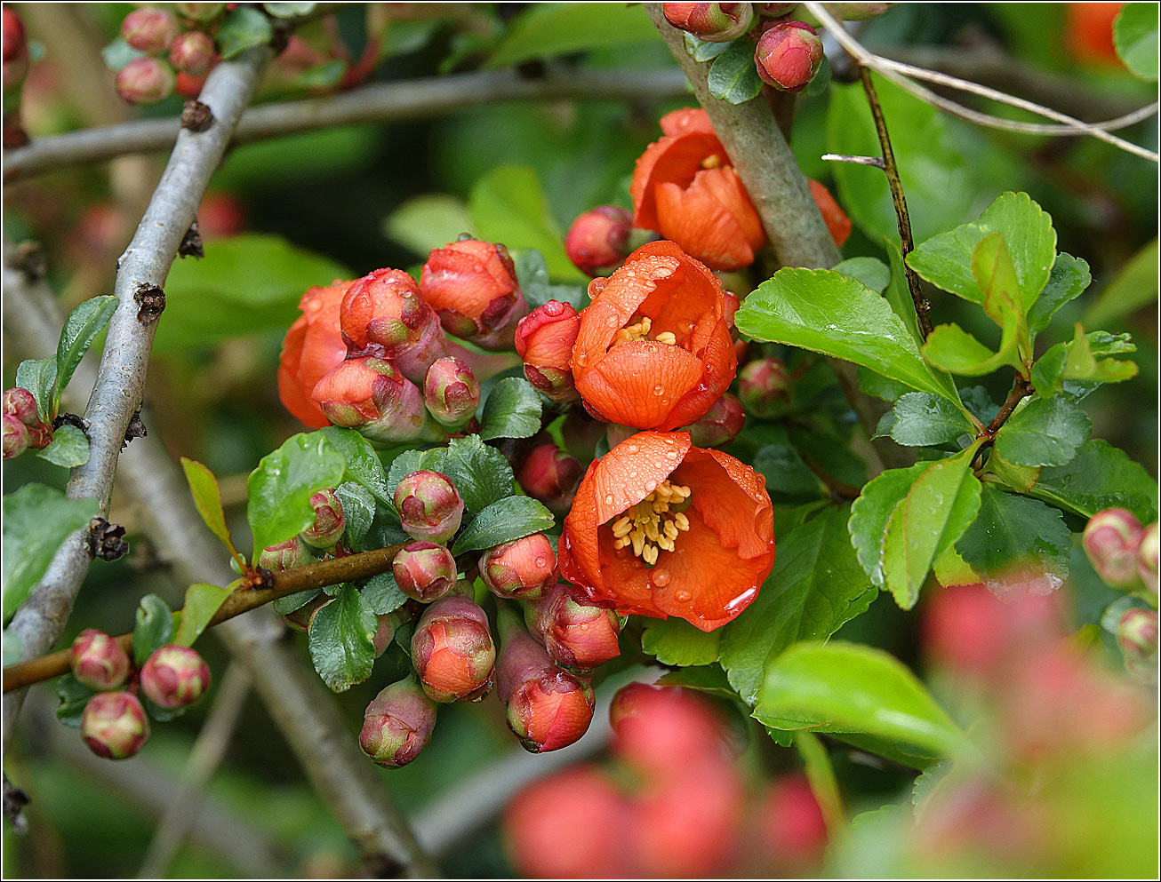 Image of Chaenomeles japonica specimen.