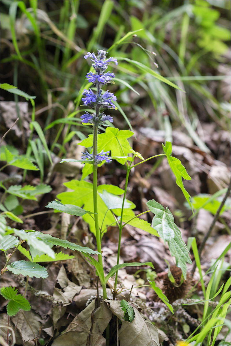 Image of Ajuga reptans specimen.