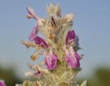 Stachys cretica. Часть соцветия. Крым, Симферопольский р-н, окр. с. Урожайное, р-н дачного посёлка, нарушенная степь. 31.07.2022.