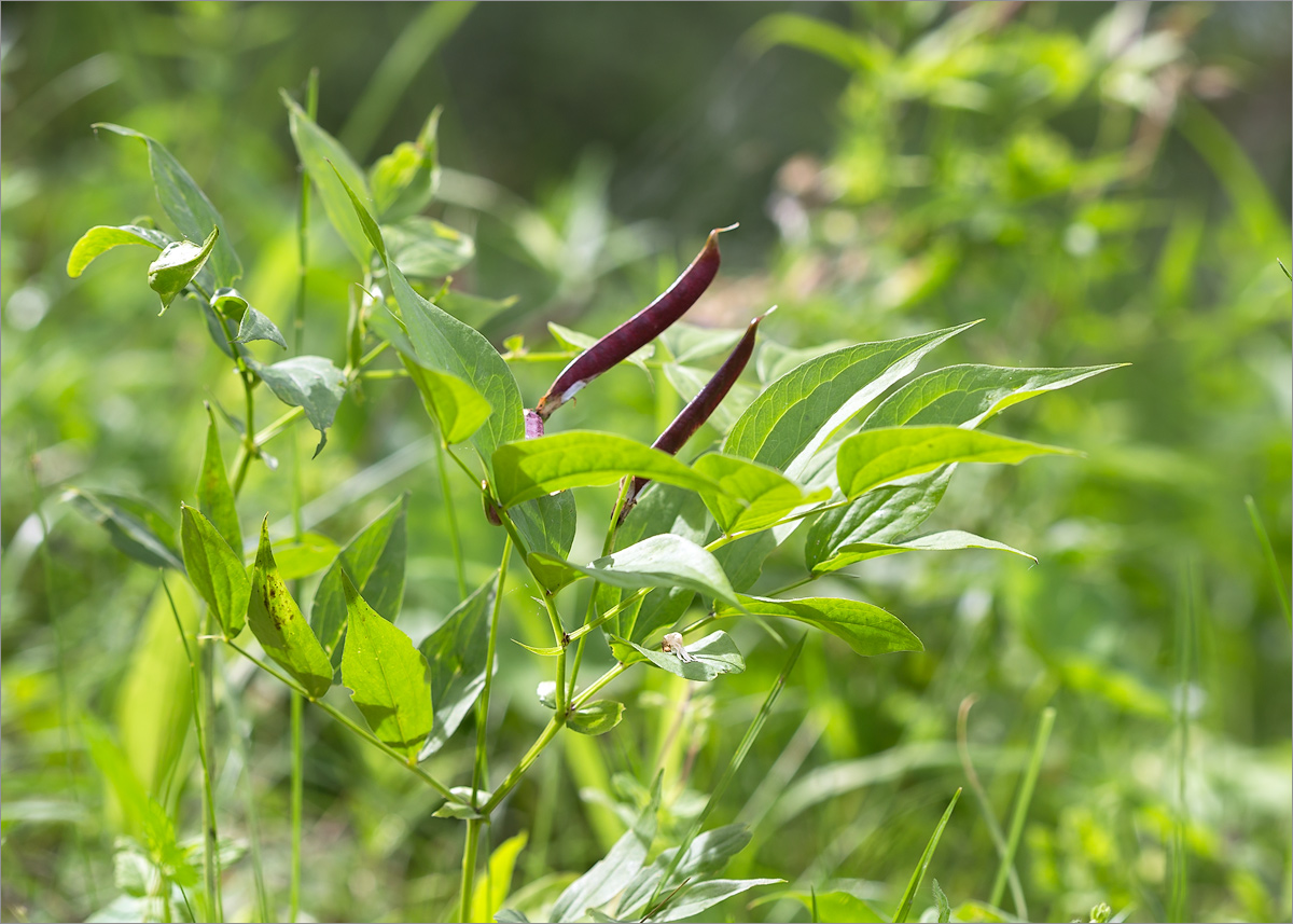 Image of Lathyrus vernus specimen.