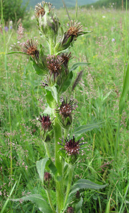 Изображение особи Saussurea baicalensis.