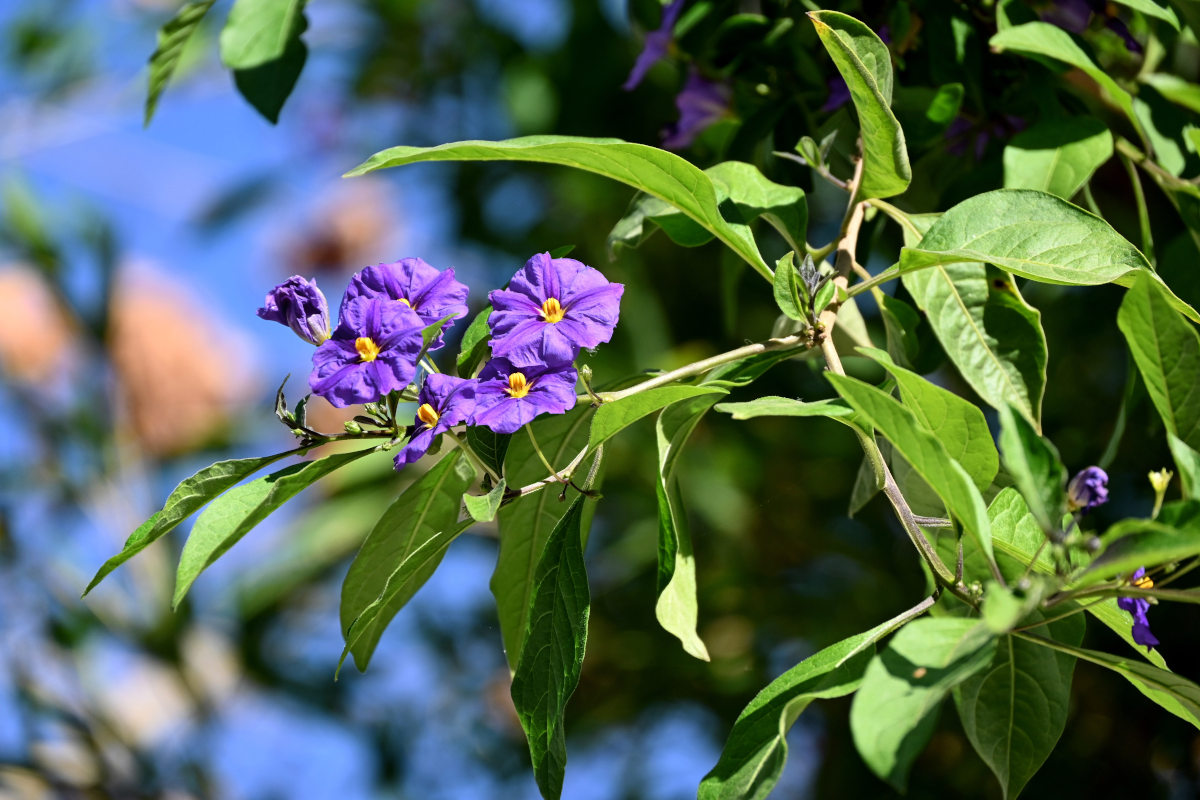 Image of Lycianthes rantonnetii specimen.