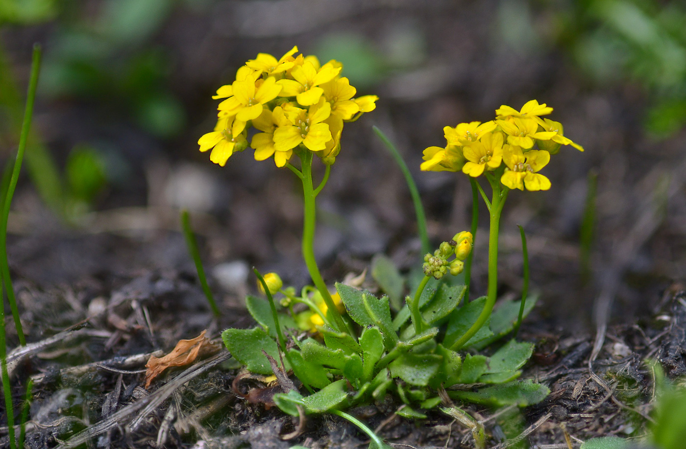 Image of Draba hispida specimen.