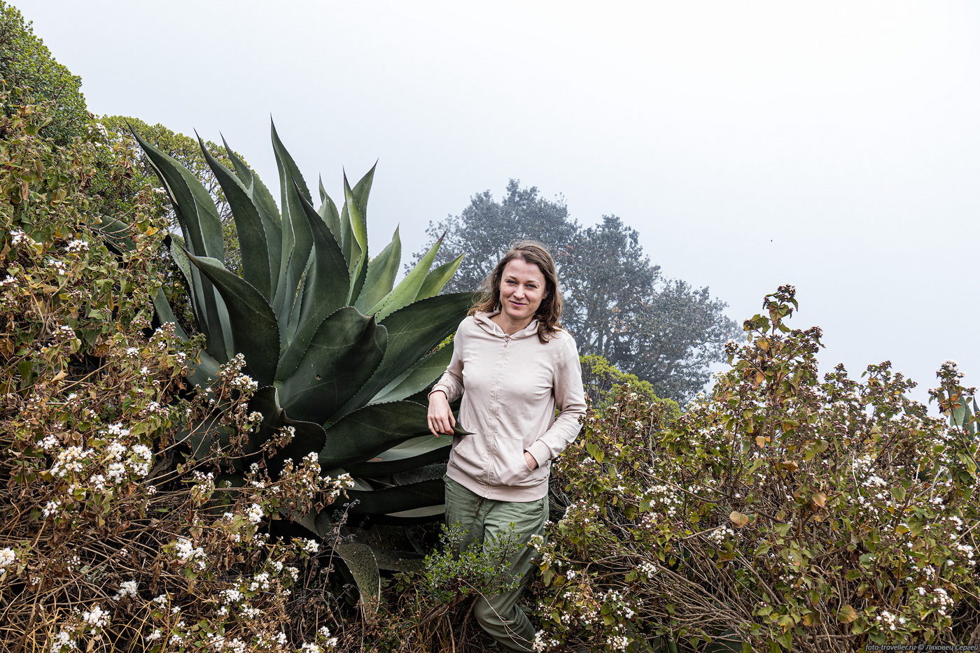 Image of genus Agave specimen.