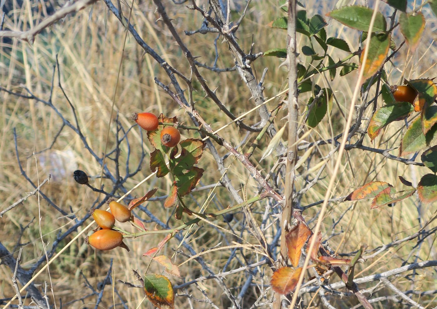 Image of genus Rosa specimen.