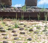 Verbascum virgatum