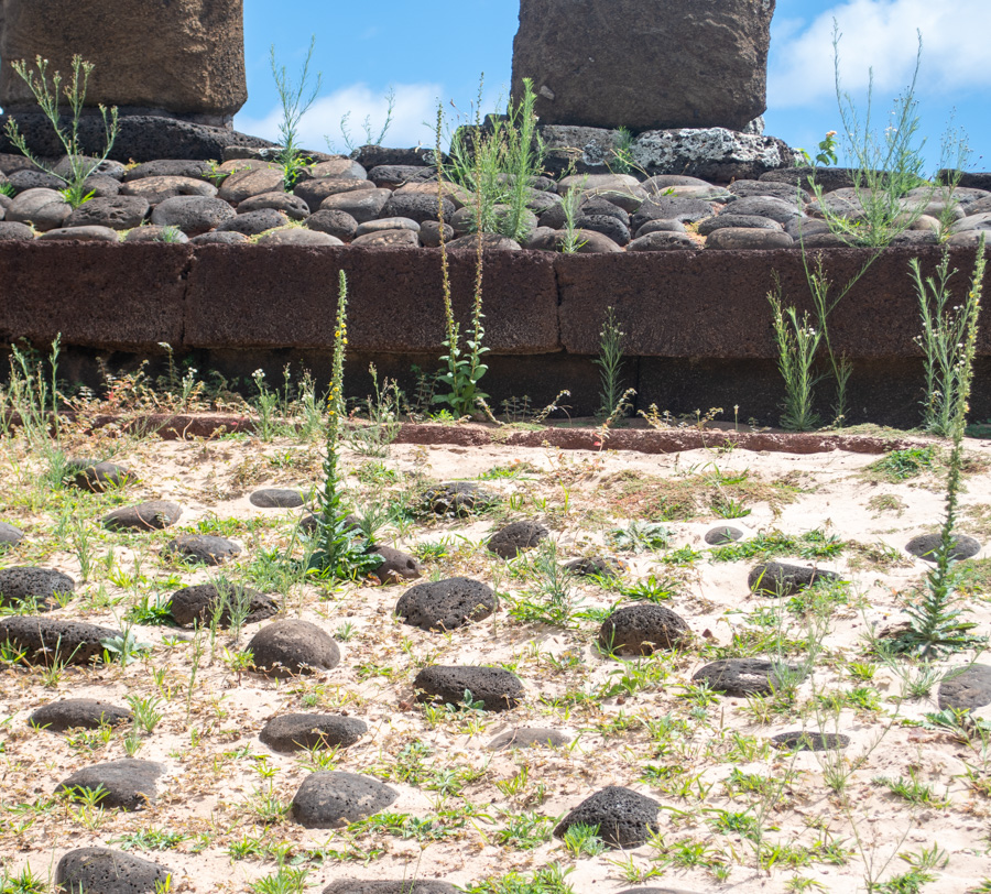 Image of Verbascum virgatum specimen.