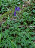 genus Aconitum. Верхушка цветущего растения в сообществе с Viola. Хабаровский край, р-н им. Полины Осипенко, долина р. Гремячий Лог, опушка хвойного леса. 19.07.2021.