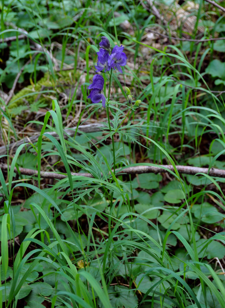 Изображение особи род Aconitum.