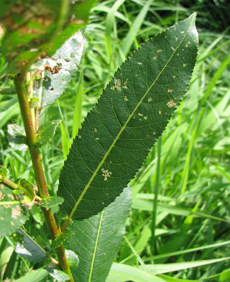 Image of Salix &times; schumanniana specimen.