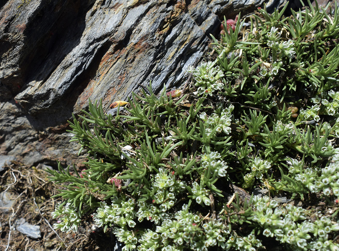 Image of Scleranthus perennis ssp. polycnemoides specimen.
