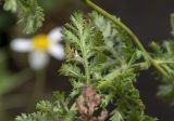 Смотреть изображение Anthemis melanoloma