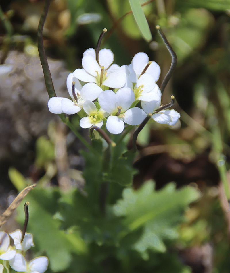 Image of Arabis alpina specimen.