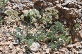 Mogoltavia sewerzowii. Цветущее и вегетирующее растения. Таджикистан, Согдийская обл., Исфара, глинисто-ракушечниковый склон. 1 мая 2023 г.