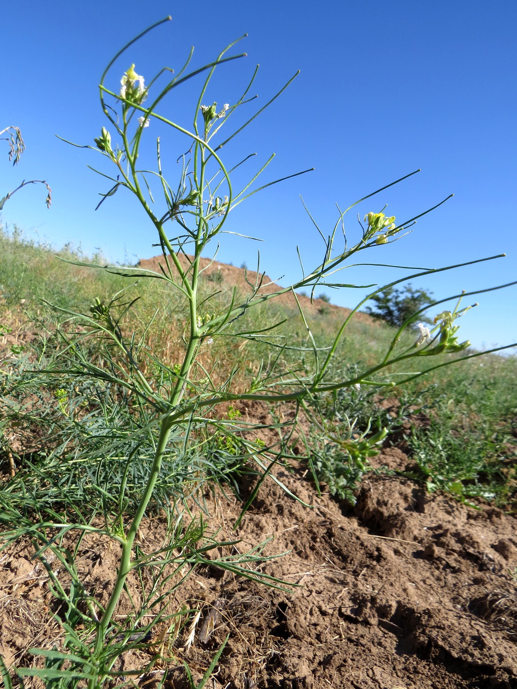 Изображение особи Sisymbrium altissimum.