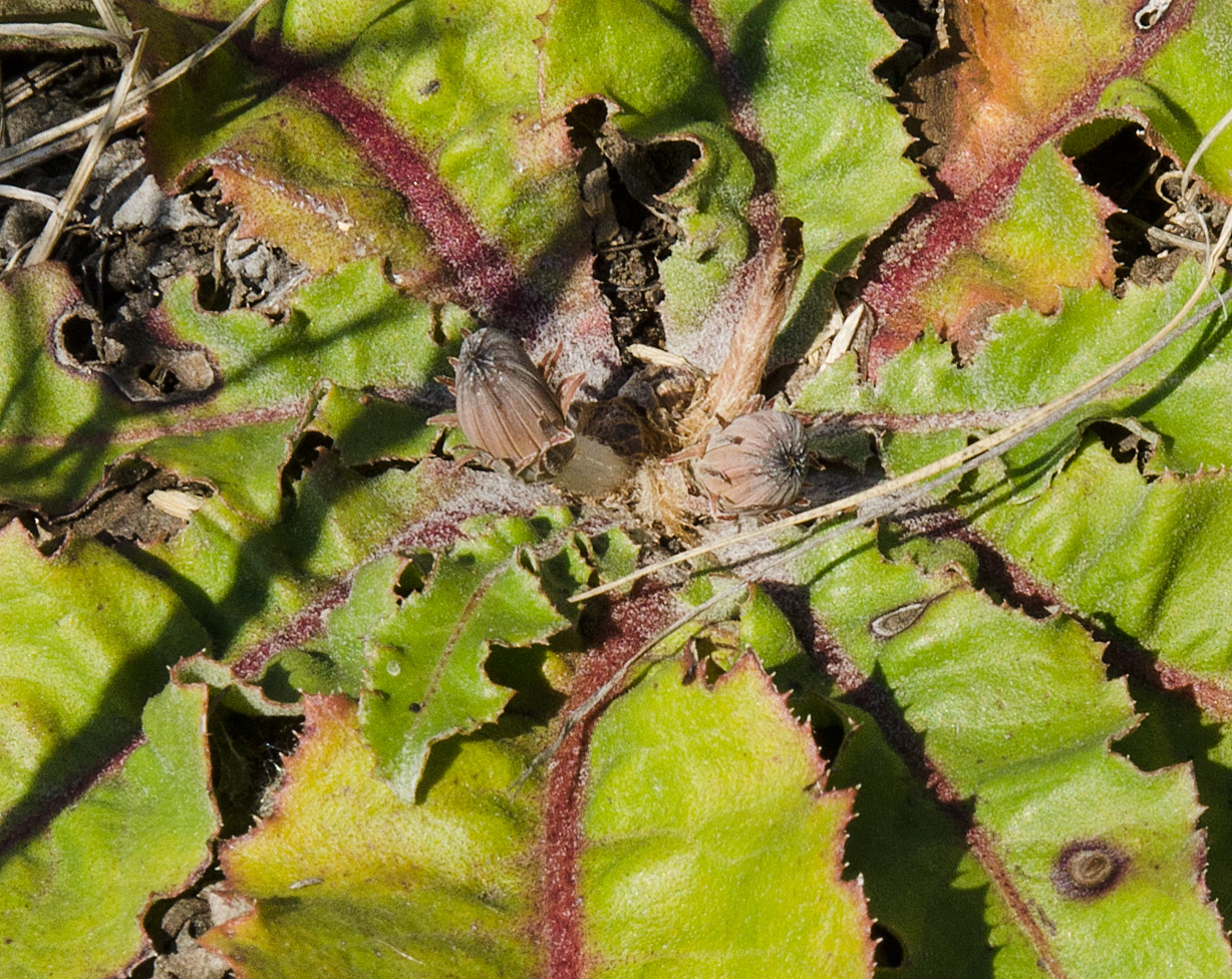 Изображение особи Taraxacum serotinum.