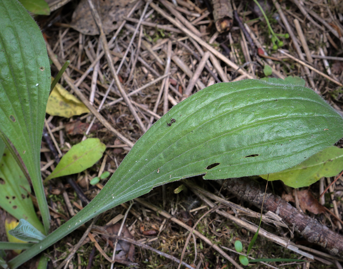 Изображение особи Plantago urvillei.