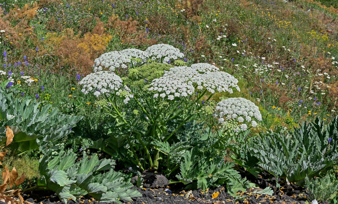 Изображение особи род Heracleum.