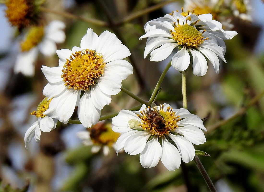 Изображение особи Montanoa bipinnatifida.