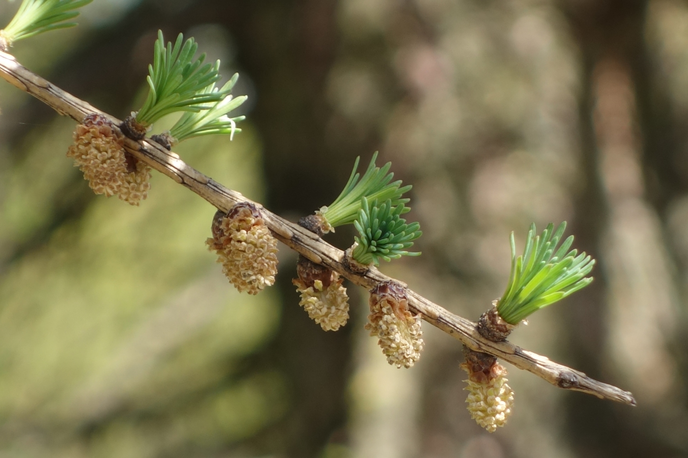 Image of Larix sibirica specimen.