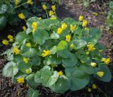 Смотреть изображение Ficaria verna