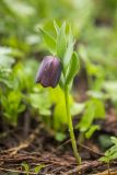 Fritillaria latifolia. Цветущее растение. Краснодарский край, Апшеронский р-н, Лагонакский хр., ≈ 1850 м н.у.м., субальпийский луг. 30.04.2024.