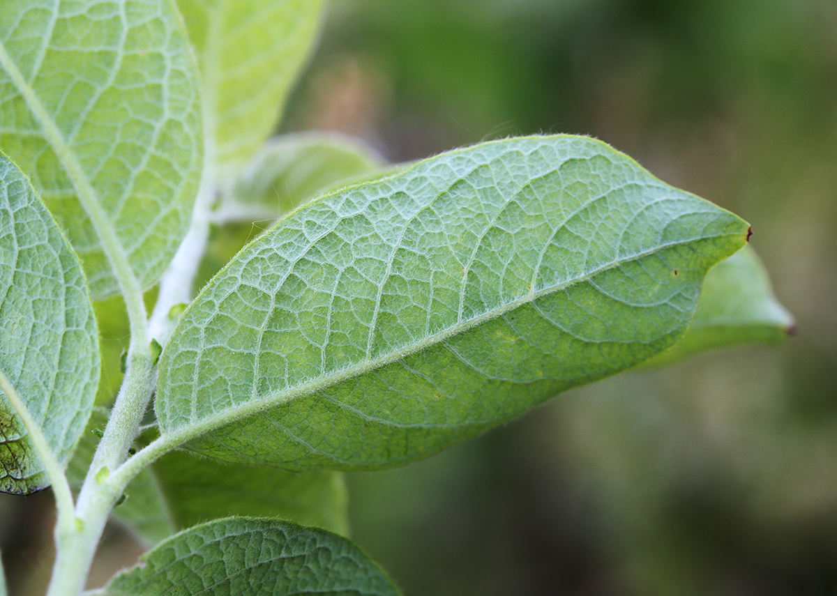 Изображение особи Salix bebbiana.