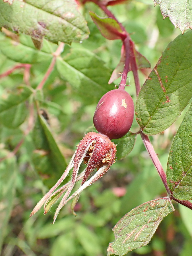 Изображение особи Rosa acicularis.