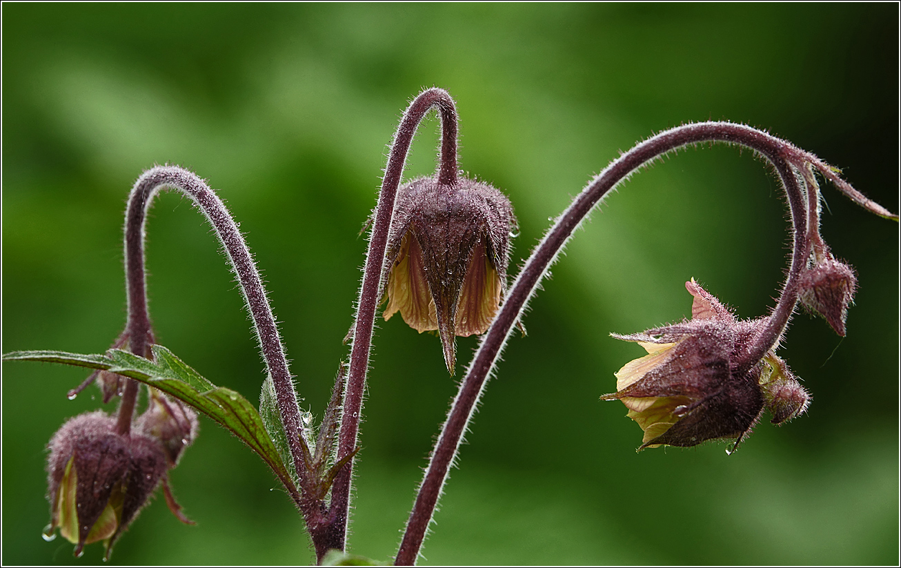 Image of Geum rivale specimen.