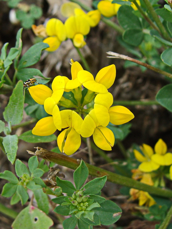 Image of Lotus corniculatus specimen.