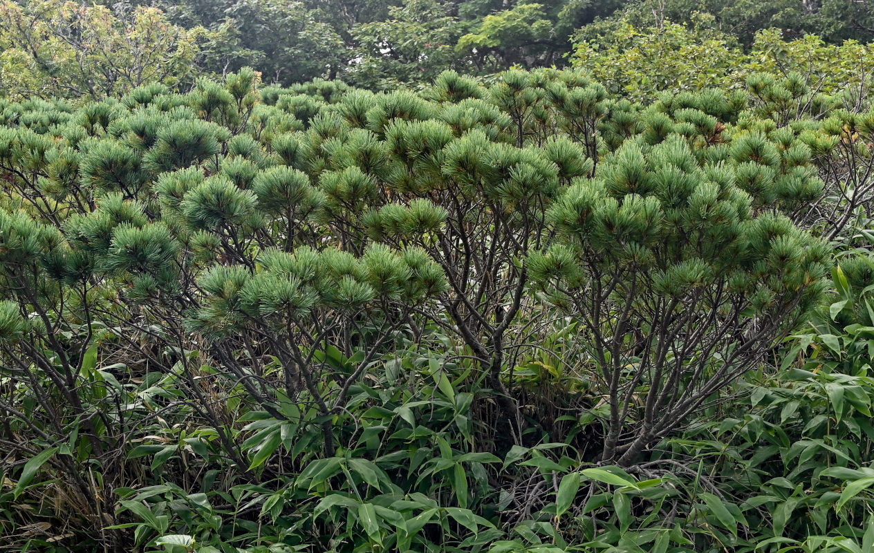 Image of Pinus pumila specimen.