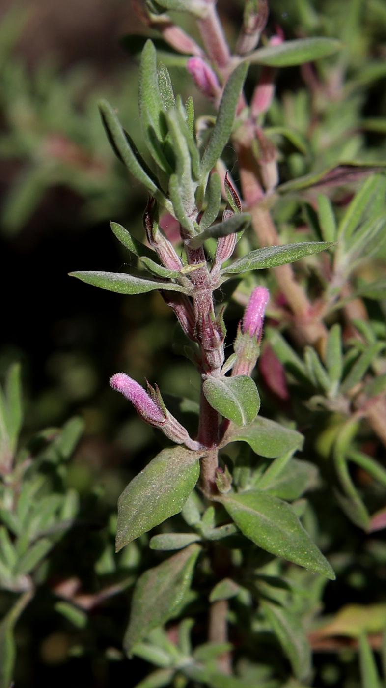 Изображение особи Thymus longiflorus.