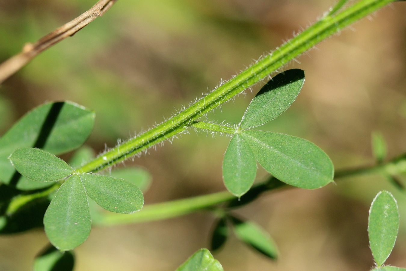 Изображение особи Sarothamnus scoparius.