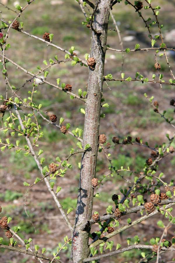 Image of Larix gmelinii specimen.