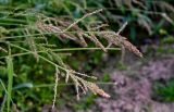 Echinochloa crus-galli. Верхушки побегов с соплодиями. Тверская обл., Конаковский р-н, долина р. Сестра, окраина поля. 07.09.2024.