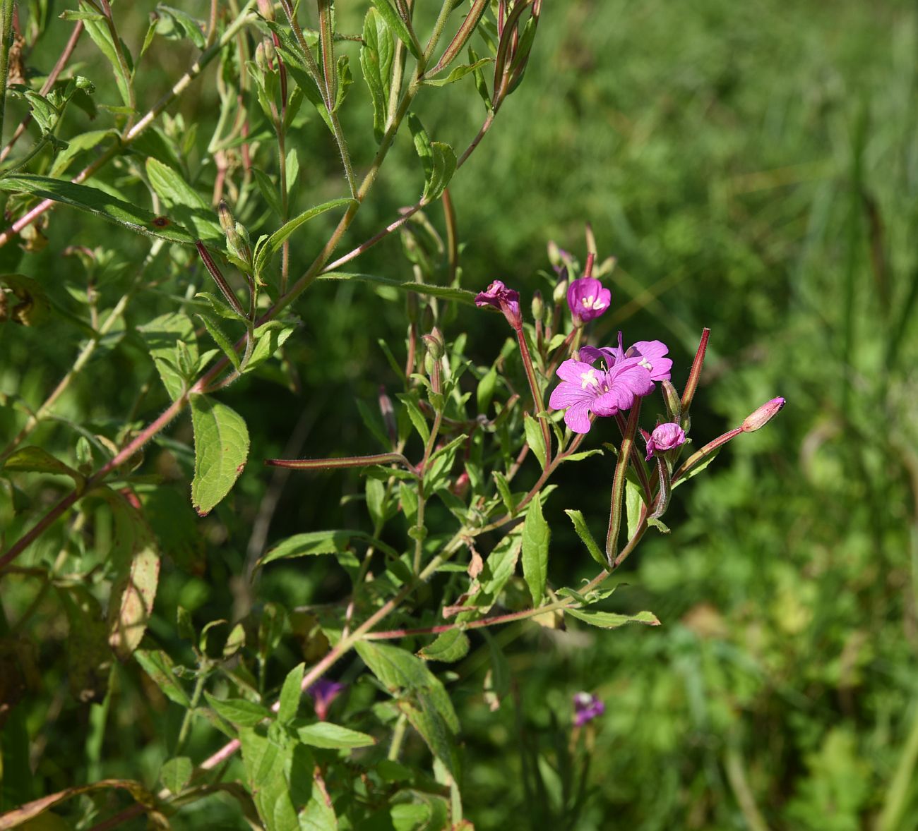 Изображение особи род Epilobium.