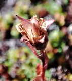 Saxifraga oppositifolia. Плод. Кольский полуостров, горы Хибины, юж. склон горы Маннепахк. Начало августа.