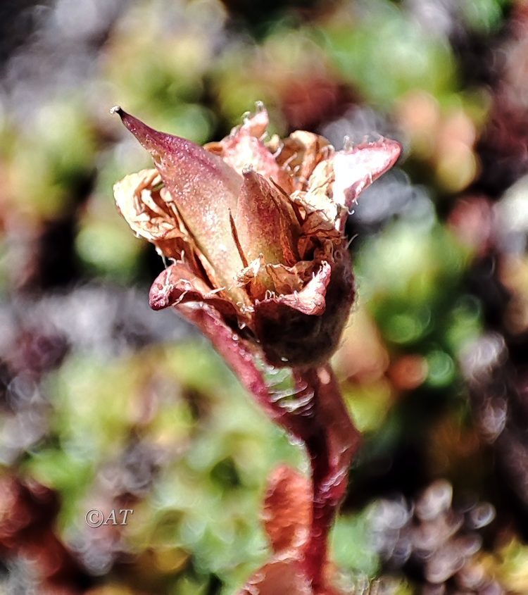 Image of Saxifraga oppositifolia specimen.