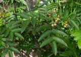 Sorbus sambucifolia. Листья и незрелые плоды. Камчатский край, Елизовский р-н, каменноберезовый лес возле грунтовой трассы вдоль газопровода, начало тропы к оз. Тахколоч. 04.08.2024.