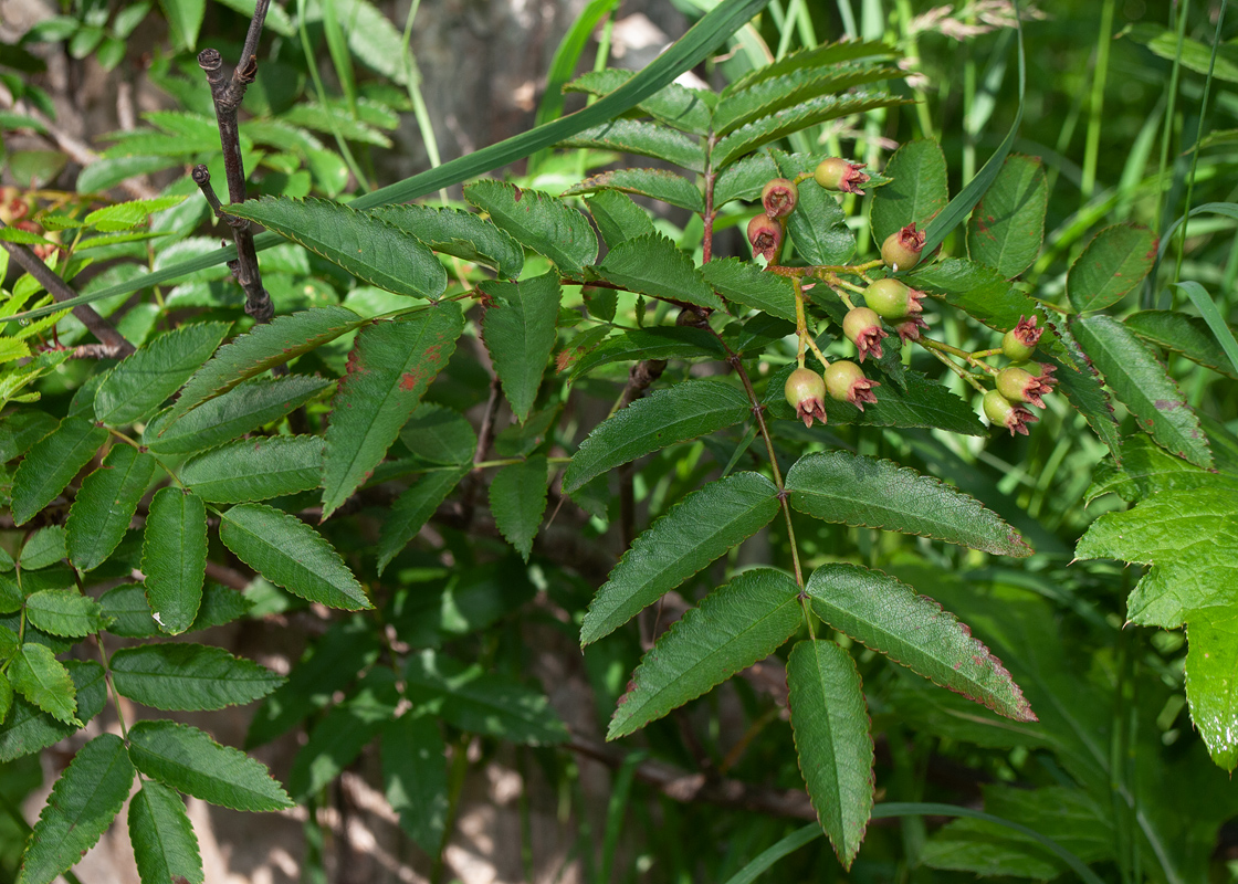 Изображение особи Sorbus sambucifolia.