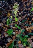 Solidago virgaurea. Отцветающее и плодоносящее растение. Московская обл., гор. округ Балашиха, Озёрный лесопарк, оз. Чёрное, смешанный лес. 15.09.2024.