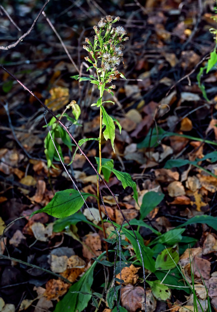 Image of Solidago virgaurea specimen.