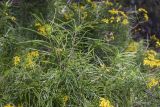 Senecio pseudolongifolius